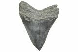 Fossil Megalodon Tooth - South Carolina #365761-2